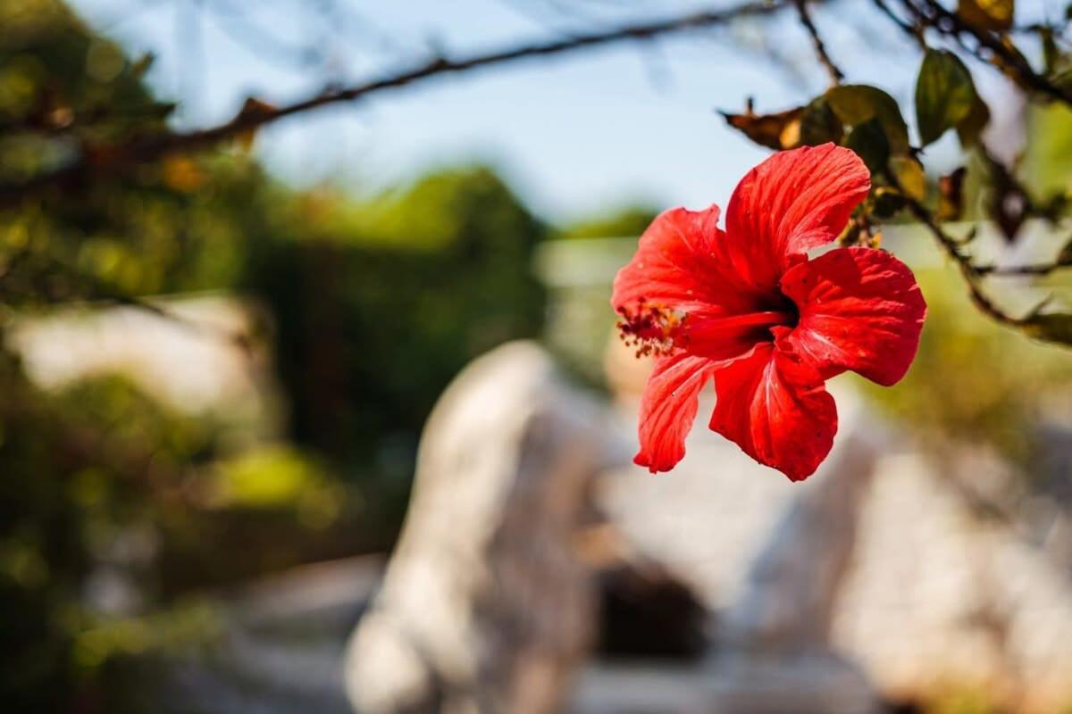 Mani'S Garden Paradise - Elia Secluded Retreat Ступа Екстериор снимка